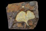 Fossil Ginkgo Leaf From North Dakota - Paleocene #156242-1